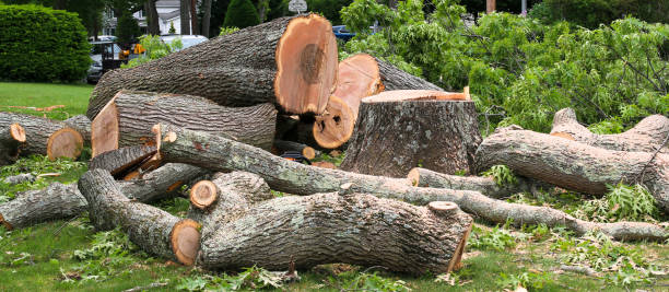 Best Tree Risk Assessment  in Riviera Beach, FL