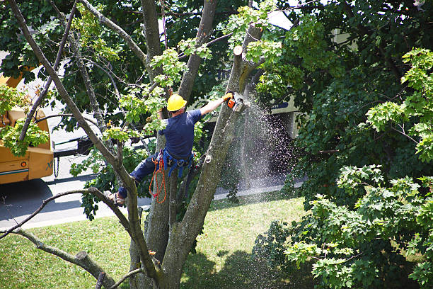 Professional Tree Services in Riviera Beach, FL